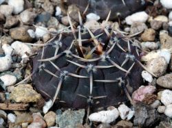 Gymnocalycium triacanthum P 124