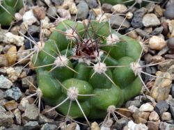 Gymnocalycium valnicekianum VG 1084