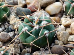 Gymnocalycium vatteri VG 415