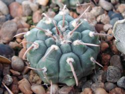 Gymnocalycium vatteri f. 1 кол