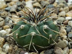 Gymnocalycium vatteri v. altautinense VG 302