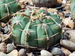 Gymnocalycium vatteri v. altautinense VG 302