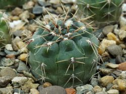 Gymnocalycium walteri GN 0376-1270