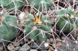 Gymnocalycium weissianum ISI 1705