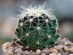 Hamatocactus setispinus LX 666