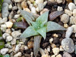 Haworthia magnifica v. acuminata GM 310