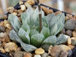 Haworthia cooperi 'Bryan Makin'