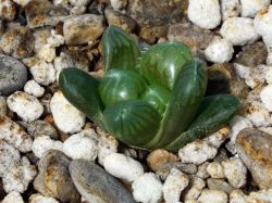 Haworthia cooperi v. dielsiana GM 316