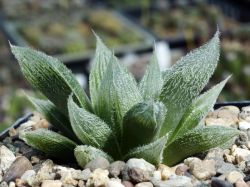 Haworthia cooperi v. venusta