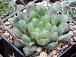 Haworthia cooperi v. dielsiana GM 316