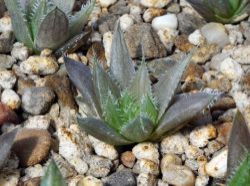 Haworthia cumingii