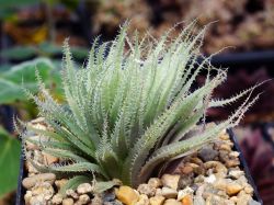 Haworthia cumingii