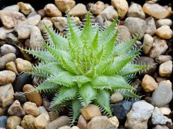 Haworthia decipiens 'Jansenville'