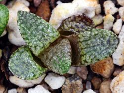 Haworthia emelyae 'picta' P 0011