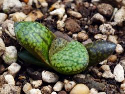 Haworthia emelyae 'picta' P 0045