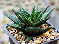 Haworthia limifolia