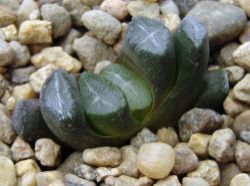 Haworthia maughanii x maughanii 'Japan'