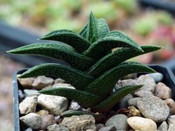 Haworthia nigra IB8580