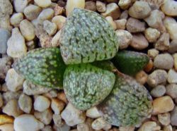 Haworthia picta v. janvlokii VDV 055