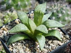 Haworthia picta v. janvlokii x emelyae 'picta'