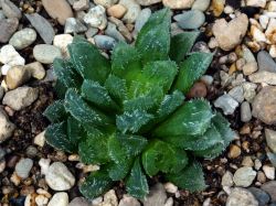 Haworthia sp.