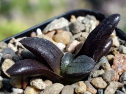 Haworthia springbokvlakensis
