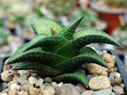 Haworthia tesselata 'recurva' CC-26