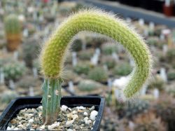 Hildewintera colademononis