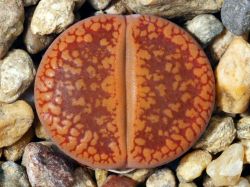 Lithops aucampiae C 257