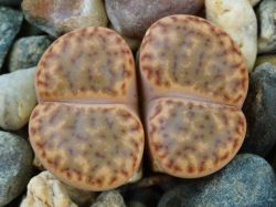Lithops bromfieldii v. insularis Soverby