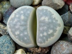 Lithops geyeri C 233