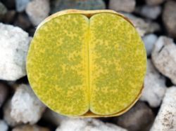 Lithops lesliei 'Storms's Albinigold' C 036b