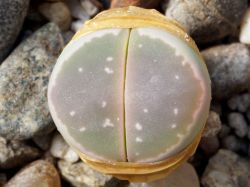 Lithops olivacea PV 986