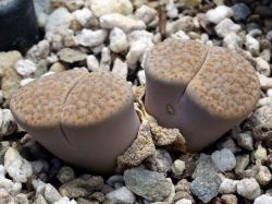 Lithops fulviceps old
