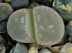 Lithops hermetica SH 2003