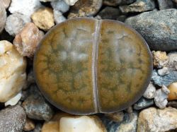 Lithops hookeri v. subfenestrata C 021