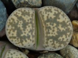 Lithops marmorata v. elisae C 251
