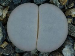Lithops pseudotruncatella ssp. groendrayensis C 244