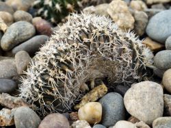 Lobivia acanthoplegma v. oligotricha KK 800 cristata #2