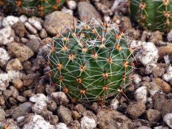 Lobivia aurea v. sierragrandensis LF 92