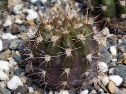 Lobivia caineana JK 489