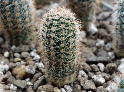 Lobivia densispina HGN 130