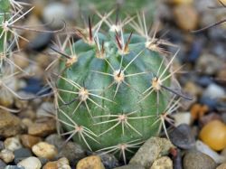 Lobivia haematantha ZJ 229