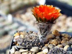 Lobivia haematantha v. rebutioides RH 612