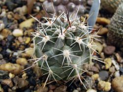 Lobivia jajoiana 'Anemone'