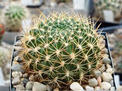 Lobivia schieliana WR 207