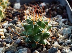 Mammillaria pullihamata ML 366