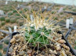Mammillaria apozolensis v. saltensis L 1045