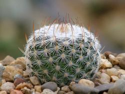Mammillaria donatii Repp 882