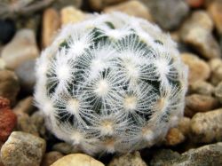 Mammillaria duwei L 1577